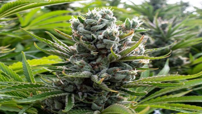 sungrown weed